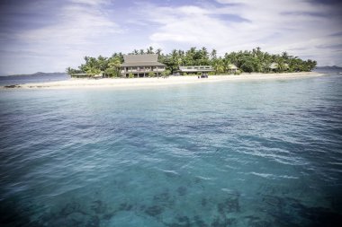 Tropikal yaban ördekleri, palmiye ağaçları ve mavi gökyüzü sabah