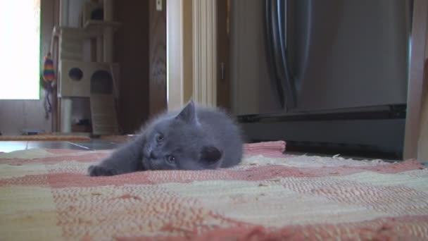 Little kitten British breed looks up while lying on the floor — Stock Video