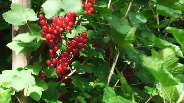 B ogrodzie wśród zielonych liści kołyszą klastrów wiatr jasne czerwonych porzeczek — Wideo stockowe