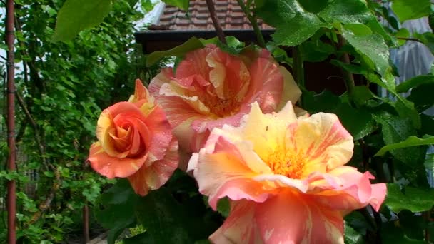 Яркие, красивые кустарниковые розы росли на фоне загородного дома — стоковое видео