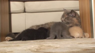 safkan İngiliz kedi dikkatle yıkar ve genç yavru kedi besleme