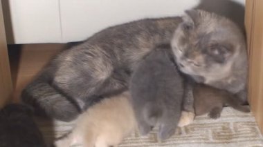 safkan İngiliz kedi dikkatle yıkar ve genç yavru kedi besleme