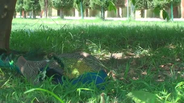 Tavus, sülüngiller, dinlenirken, arıyorsunuz, meraklı etrafında sıcakta peacock — Stok video