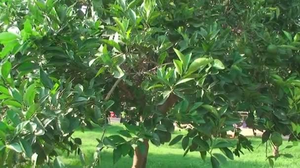 Green lime tree growing fresh citrus — Stock Video