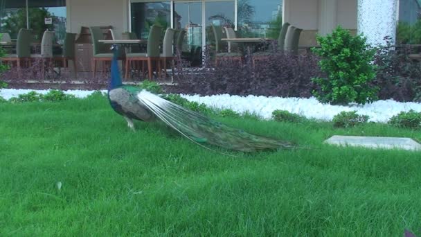 Peacock staat in de buurt van het hotel en kijkt rond — Stockvideo