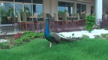 Otelin yakınında yeşil çimenlerin üzerinde yürüyüş tavus kuşu