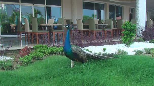 Павлин прогуливается рядом с отелем по зеленой лужайке — стоковое видео