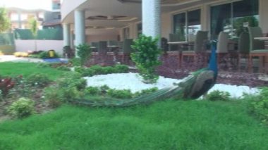 sabah yakınındaki otel yürüme tavus kuşu