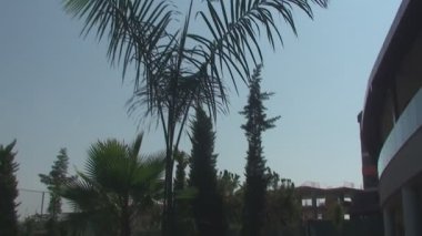 Otelin yakınında yeşil çimenlerin üzerinde yürüyüş tavus kuşu