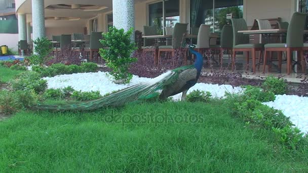 Peacock stands near the hotel and looks around — Stock Video