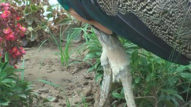 Türkiye, Antalya, 20 Ağustos 2015, sabah erken otel yürüme tavus kuşu yakın: