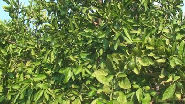 V husté zeleni stromu rostou plody citron — Stock video