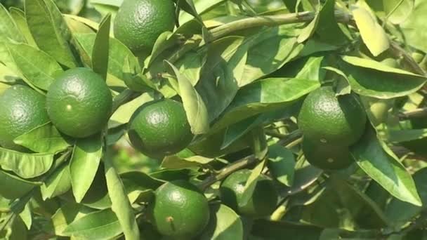 Día soleado, Árboles de limones verdes, jardín tropical — Vídeos de Stock