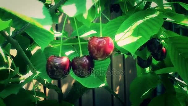 Спелые плоды красной вишни среди зеленых листьев на дереве — стоковое видео