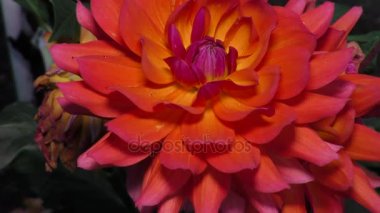 büyük Burgundy Dahlia bahçede büyüyen
