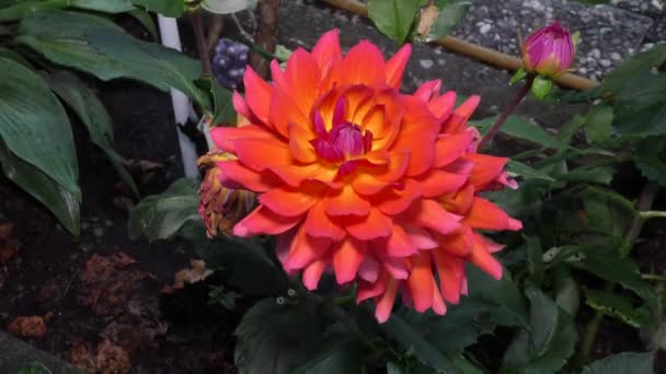 Grande Borgogna con petali delicati di una Dalia che cresce in giardino — Video Stock