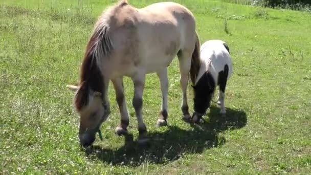 Zwei Pferde grasen auf einer Weide — Stockvideo