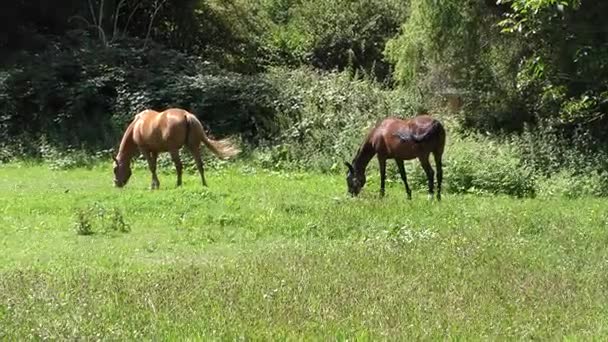 Deux chevaux broutant dans une prairie 
