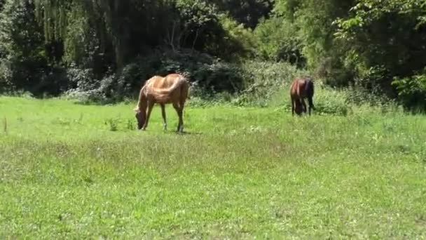 Caballo Comiendo Hierba Verde Prado — Vídeos de Stock