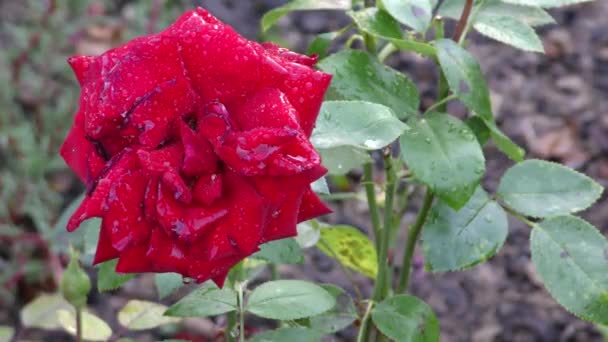 Large Burgundy rose grows in the garden — Stock Video