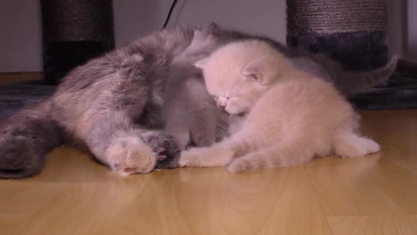 英国の猫フィード彼女の子猫 クリップのシリーズ — ストック動画