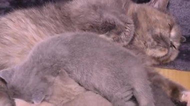 Minik kedi yavruları ve şefkatli kedi anne. 4k 2160p 50 fps Ultrahd