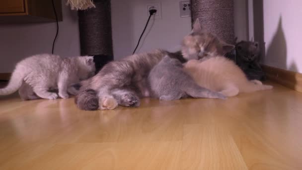 小猫和有爱心的猫妈妈 2160P 50Fps Ultrahd — 图库视频影像