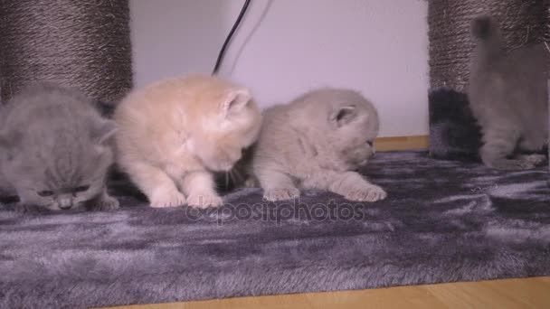 Piccoli gattini Shorthair britannici 50fps UltraHD 4K 2160p — Video Stock