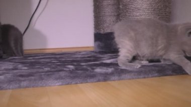 küçük Britanya ile ilgili stenografi 2160 p 50 fps Ultrahd 4 k yavru kedi
