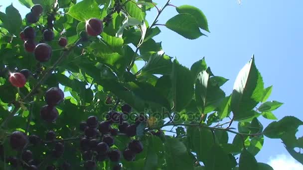 Спелые вишни на дереве на голубом фоне неба — стоковое видео