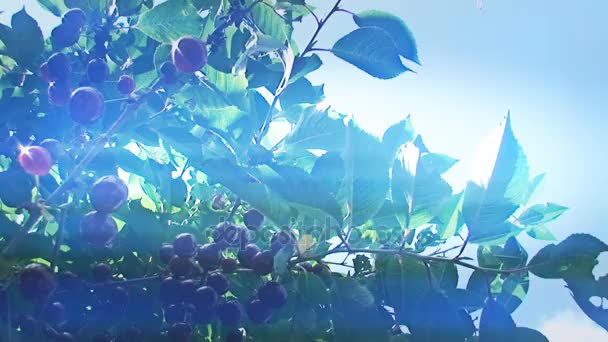 Reife Kirsche auf dem Baum vor blauem Himmel Hintergrund — Stockvideo
