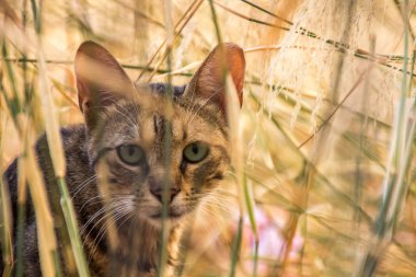Yunanistan'da bir alanda kedi