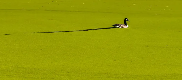 Duck swimming on a pond covered with Algae — Stock Photo, Image