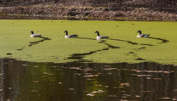 Kanadagänse schwimmen auf einem Teich, der mit Algen bedeckt ist — Stockfoto