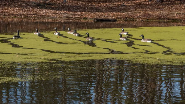 Canadá Gansos nadando em uma lagoa coberta com algas — Fotografia de Stock