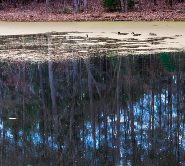 池を泳ぐカモは、藻類に覆われました。 — ストック写真