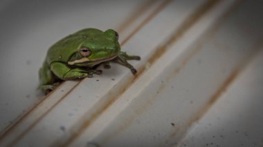 Yeşil kurbağa tan metal çatı üzerinde