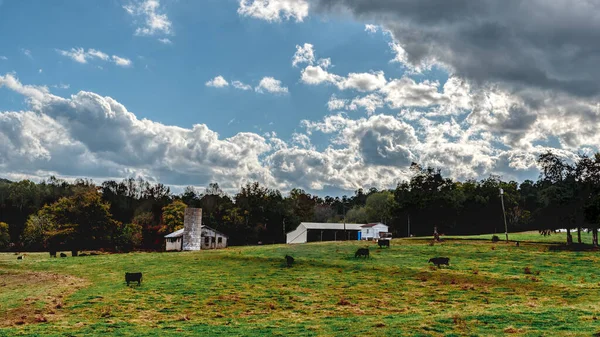 Vacas pastando en un campo en un día tormentoso con edificios de granja en t — Foto de Stock
