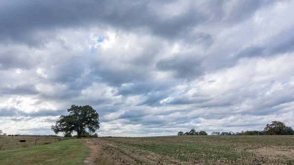 Árbol en un campo vacío en un día tormentoso — Foto de Stock