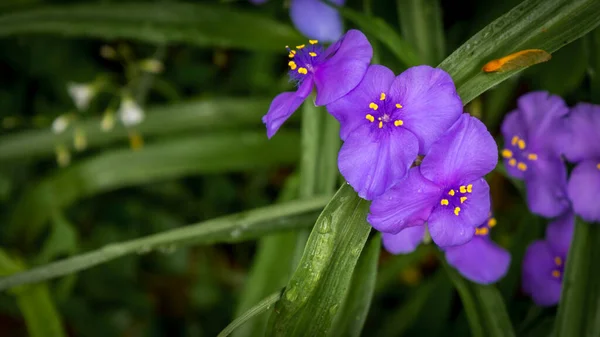 Close up of a group of Spiderwort at Great Falls National Park,