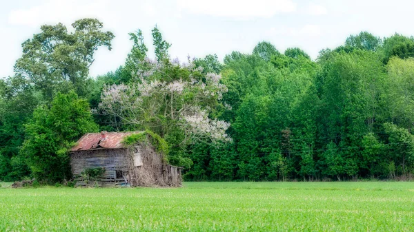 Verfallenes, heruntergekommenes altes Bauernhaus auf dem Feld — Stockfoto