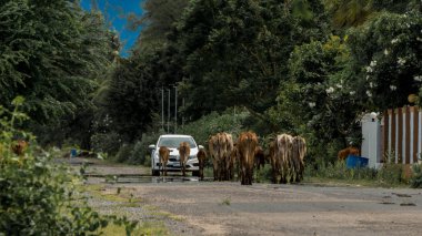 Tayland, Pak Nam Pran 'da yürüyen inek sürüsü.