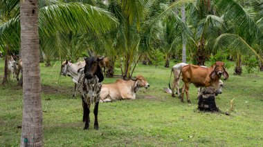 Herd of cows standing and sitting in field surrounded by palm tr