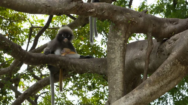 Dusky Monkeys Zit Bomen Met Staarten Opknoping Khoa Lommuak Thailand — Stockfoto