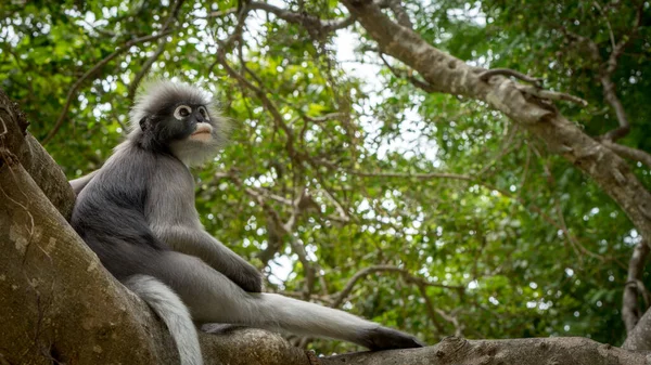 Dusky Monkey Zittend Bomen Met Staart Hangend Lommuak Thailand — Stockfoto