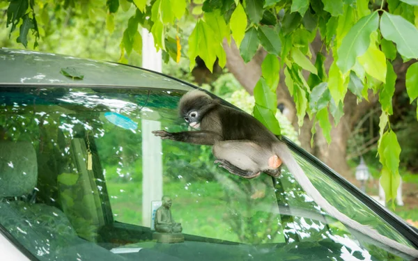 Dusky Monkey Liggend Voorruit Van Auto Kijkend Binnen Onder Een — Stockfoto