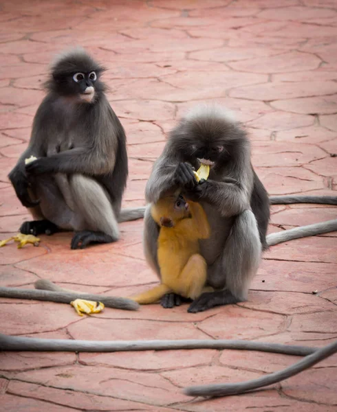 Mãe Dusky Macaco Segurando Bebê Laranja Com Outro Macaco Assistindo — Fotografia de Stock