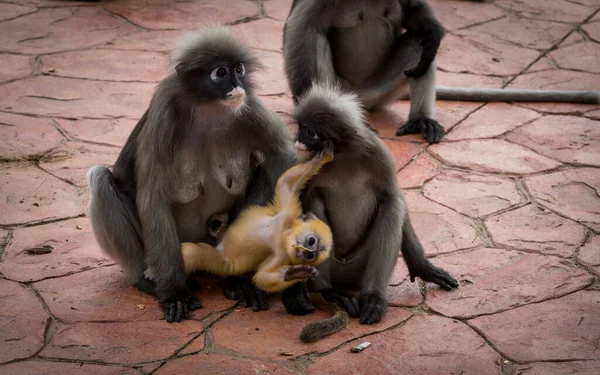 ロンムアックに赤ちゃんのオレンジの猿を持つ舗装された石の上に2匹のダスキー猿タイ — ストック写真