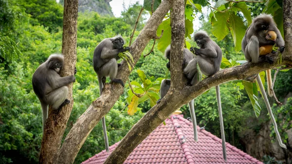 Dusky Monkeys Zit Bomen Met Staarten Opknoping Khoa Lommuak Thailand — Stockfoto