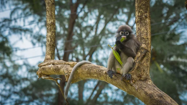 Dusky Monkey Zittend Bomen Met Staart Hangend Lommuak Thailand — Stockfoto